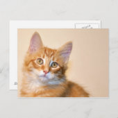 Oranje tafeltje kitten briefkaart (Voorkant / Achterkant)