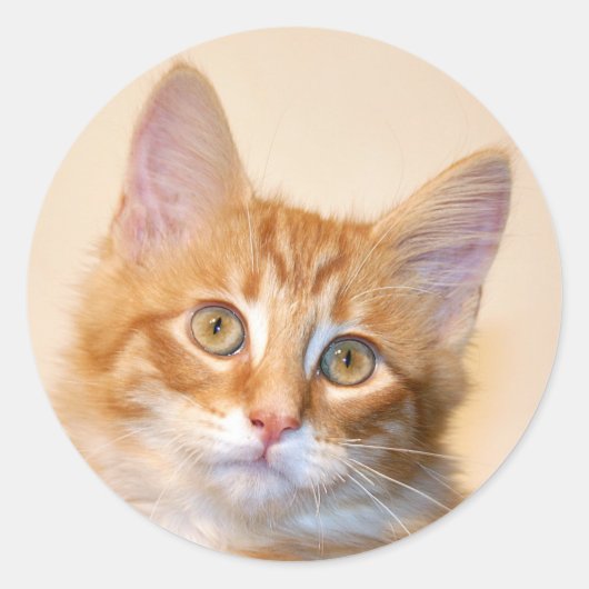 Oranje tafeltje kitten ronde sticker (Voorkant)