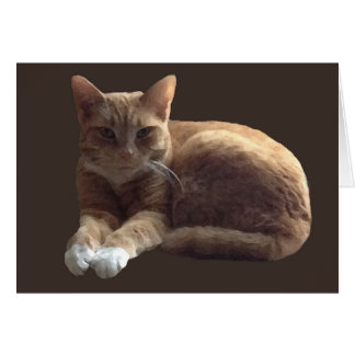 Oranje tafeltje met witte kat