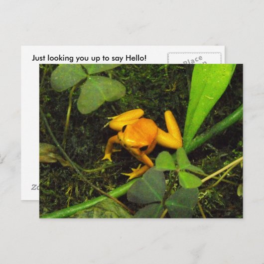 Oranje terribilis Poison Dart Frog Briefkaart (Voorkant / Achterkant)