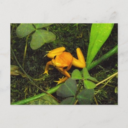Oranje terribilis Poison Dart Frog Briefkaart (Voorkant)