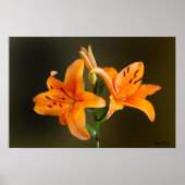 Oranje Tiger Lillies en Buds Close Foto Poster (Voorkant)