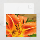 Oranje Tiger Lily Briefkaart (Voorkant / Achterkant)