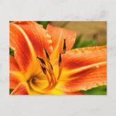 Oranje Tiger Lily Briefkaart (Voorkant)
