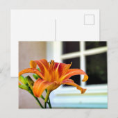 Oranje Tiger Lily Briefkaart (Voorkant / Achterkant)