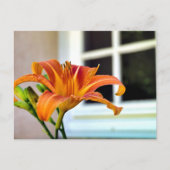 Oranje Tiger Lily Briefkaart (Voorkant)