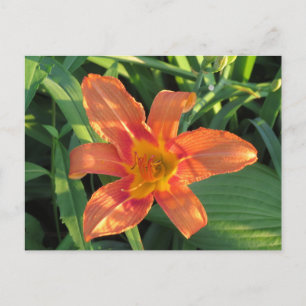 Oranje Tiger Lily Flower Briefkaart
