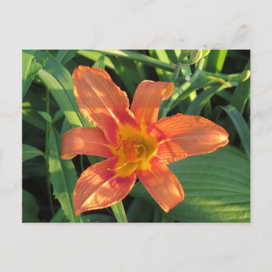 Oranje Tiger Lily Flower Briefkaart (Voorkant)