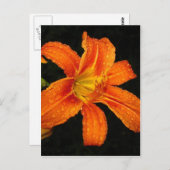 Oranje Tiger Lily Flowers Briefkaart (Voorkant / Achterkant)