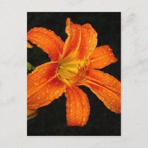 Oranje Tiger Lily Flowers Briefkaart