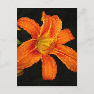 Oranje Tiger Lily Flowers Briefkaart