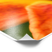 Oranje Tiger Lily Foto Afdruk (Hoek)