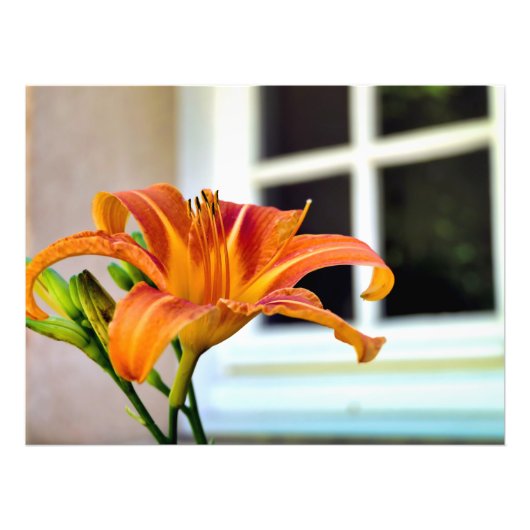 Oranje Tiger Lily Foto Afdruk (Voorkant)