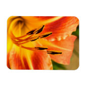 Oranje Tiger Lily Magneet (Horizontaal)