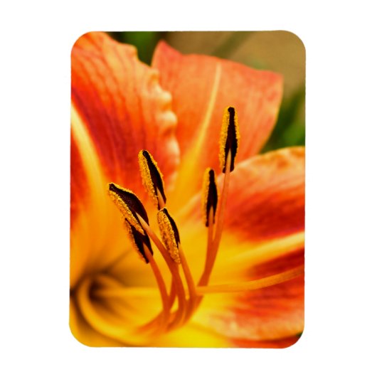 Oranje Tiger Lily Magneet (Verticaal)