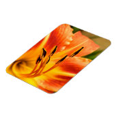 Oranje Tiger Lily Magneet (Linkerzijde)