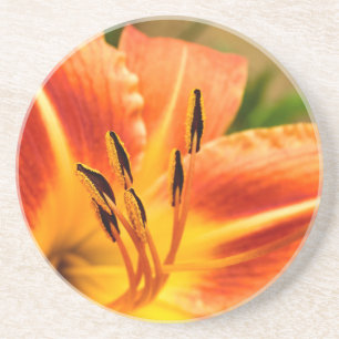 Oranje Tiger Lily Zandsteen Onderzetter