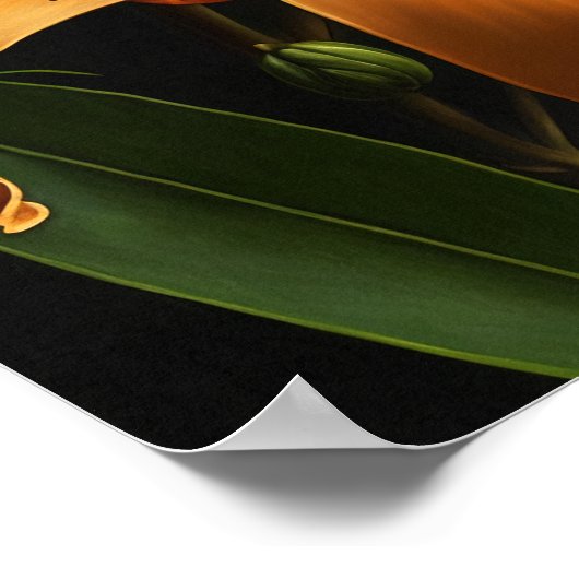 Oranje Tijger Lelie Bloemen Art Print Poster (Hoek)