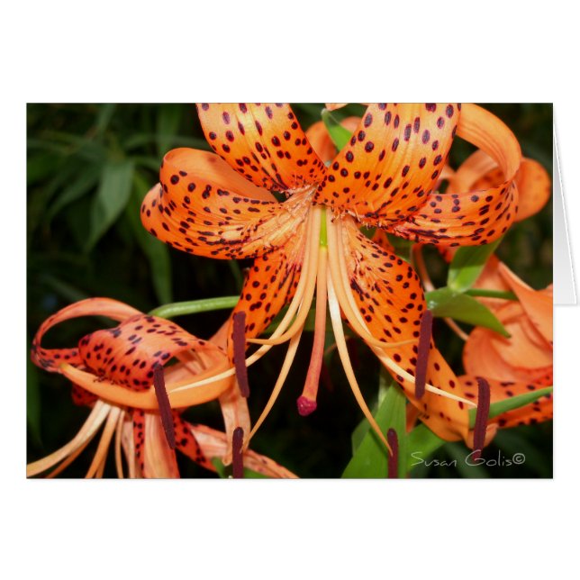 Oranje tijger Lily Flower Kaart (Voorkant Horizontaal)