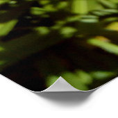 Oranje tijgergelingen poster (Hoek)