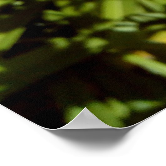 Oranje tijgergelingen poster (Hoek)