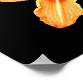 Oranje Tijgerlelie Poster (Hoek)