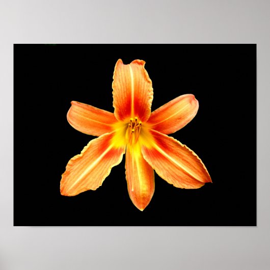 Oranje Tijgerlelie Poster (Voorkant)