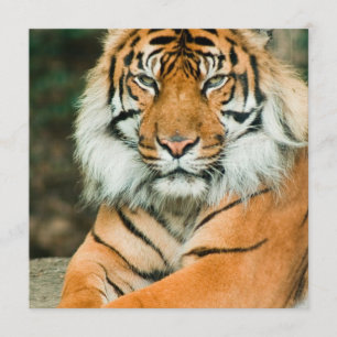 Oranje tijgeruitnodigingen kaart