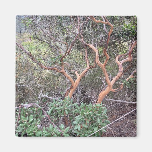 Oranje Tree's in Torrey Pines San Diego Foto Magneet (Voorkant)