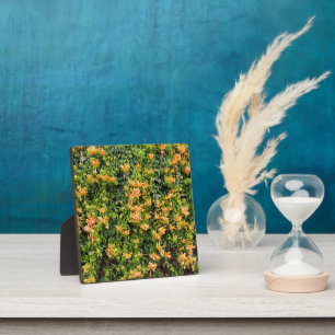 Oranje trompetbloemen op een muur, fotoplaat