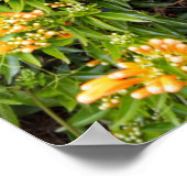 Oranje trompetbloemen op een muur, poster (Hoek)