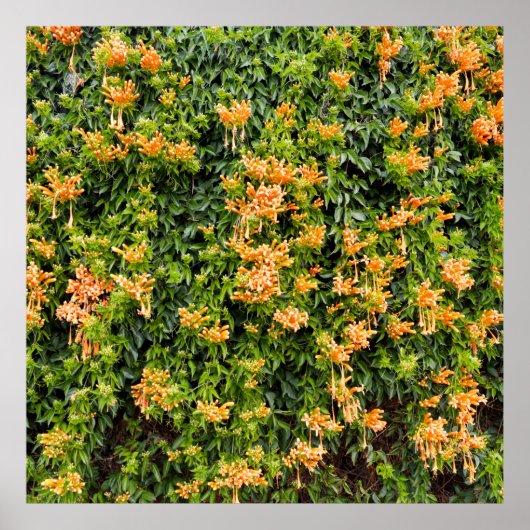 Oranje trompetbloemen op een muur, poster (Voorkant)