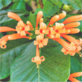 Oranje trompetwijn sticker (Voorkant)