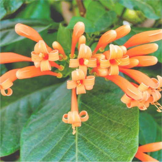 Oranje trompetwijn sticker (Voorkant)