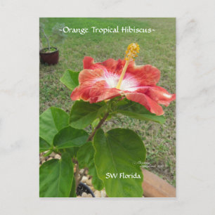 Oranje Tropische Hibiscus Flower Briefkaart