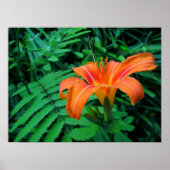 Oranje tropische ventilator poster (Voorkant)