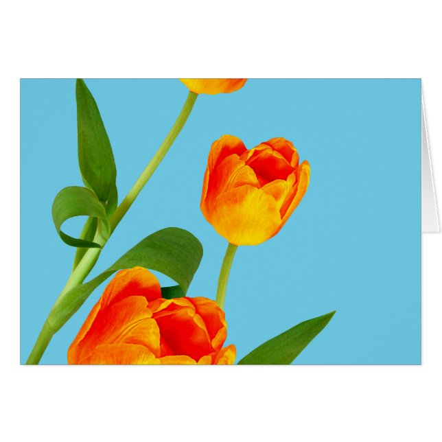 Oranje Tulip (Voorkant Horizontaal)