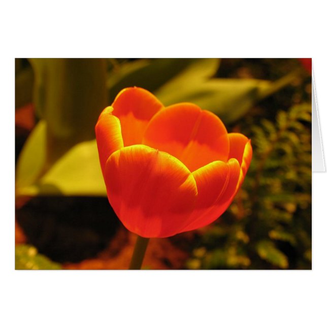 Oranje Tulip (Voorkant Horizontaal)