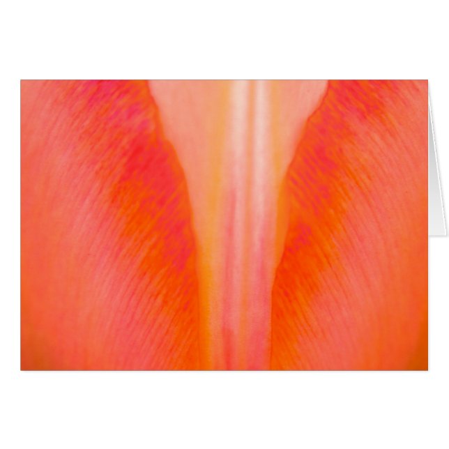 Oranje Tulip (Voorkant Horizontaal)