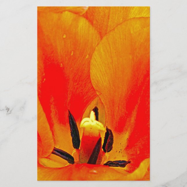 Oranje Tulip (Voorkant)