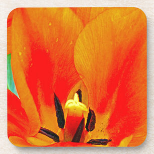 Oranje Tulip Bier Onderzetter