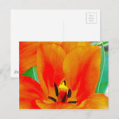 Oranje Tulip Briefkaart (Voorkant / Achterkant)