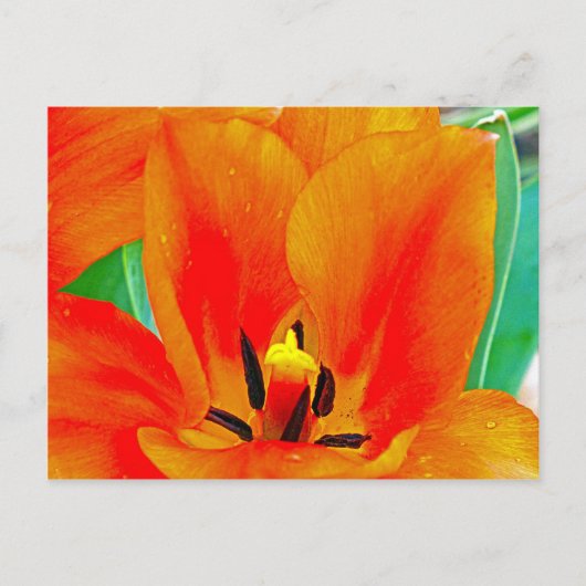 Oranje Tulip Briefkaart (Voorkant)