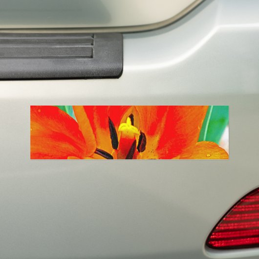Oranje Tulip Bumpersticker (Op auto)