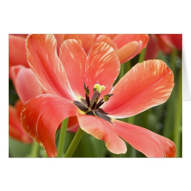 Oranje Tulip Closeup (Voorkant Horizontaal)