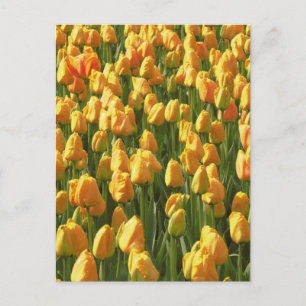 Oranje Tulip Flowers Briefkaart