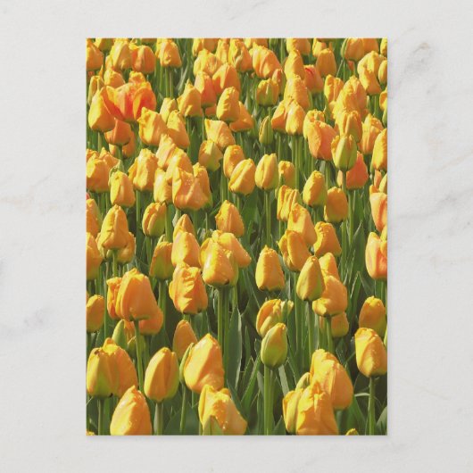 Oranje Tulip Flowers Briefkaart (Voorkant)