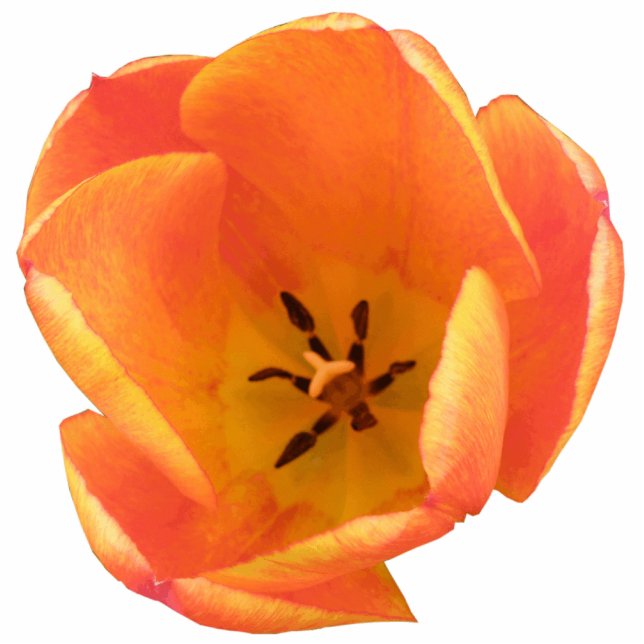 Oranje Tulip-fotosculptuur Staand Fotobeeldje (Voorkant)