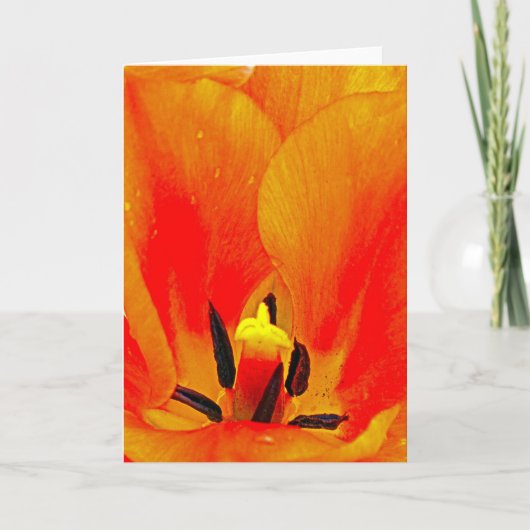 Oranje Tulip Kaart (Voorkant)