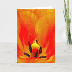 Oranje Tulip Kaart